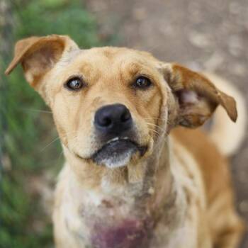 DAHLIA -  Labrador Retriever Dog for Adoption in San Antonio, Texas - DAHLIA | PetCurious