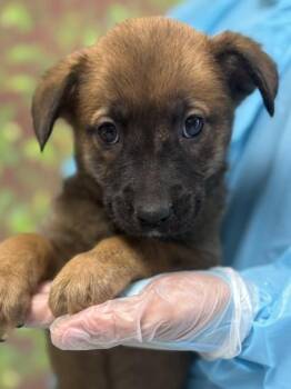 Shepherd and Mixed Breed Dogs Available for Adoption in San Antonio, Texas - Ginger | PetCurious