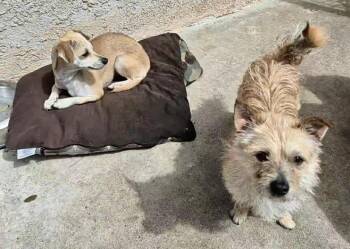 Rescue Norfolk Terrier Dogs for Adoption in Manhattan Beach, California - Tato Potato! And Toto! | PetCurious
