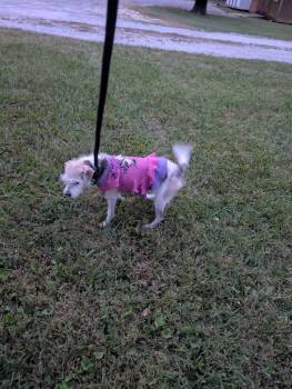 Lucy -  Mixed Breed Dog for Adoption in Shelbyville, Tennessee - Lucy | PetCurious