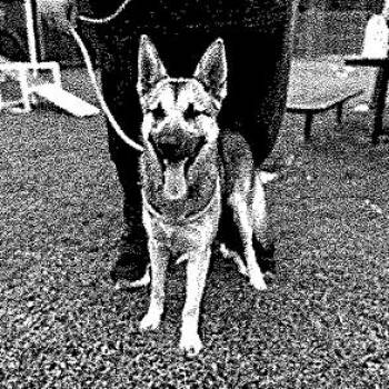 Nairobi (26-223) -  German Shepherd Dog Dog for Adoption in New Ringgold, Pennsylvania - Nairobi (26-223) | PetCurious