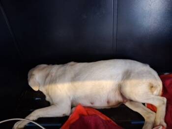 Rescue Mixed Breed Dogs for Adoption in El Paso, Texas - 59841146 | PetCurious