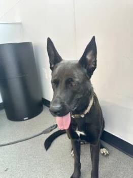 Tisha -  Mixed Breed Dog for Adoption in West Chester, Pennsylvania - Tisha | PetCurious