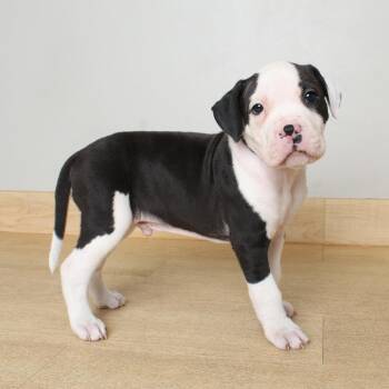 Pit Bull Terrier Dogs Available for Adoption in Minnetonka, Minnesota - Brine D68982 | PetCurious