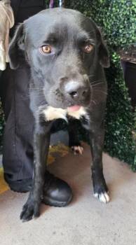 61391977 -  Labrador Retriever and Mixed Breed Dog for Adoption in El Paso, Texas - 61391977 | PetCurious