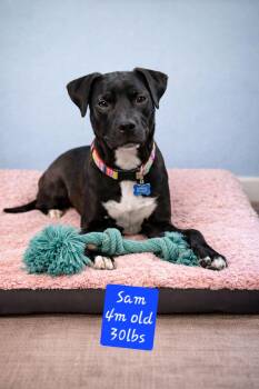 Black Labrador Retriever and Mixed Breed Dogs Available for Adoption in Center Square, Pennsylvania - Lil Boy Sam  | PetCurious