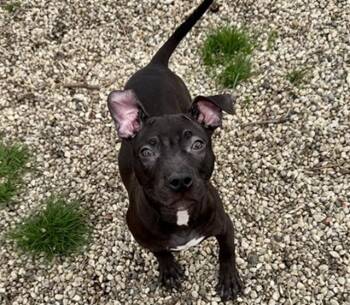 Pit Bull Terrier Dogs Available for Adoption in Aurora, Illinois - JUNE BUG | PetCurious