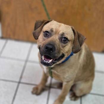 Bartons -  Mixed Breed Dog for Adoption in Charleston, West Virginia - Bartons | PetCurious