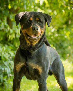 THUNDER (0038) -  Rottweiler Dog for Adoption in Bridgeport, Connecticut - THUNDER (0038) | PetCurious