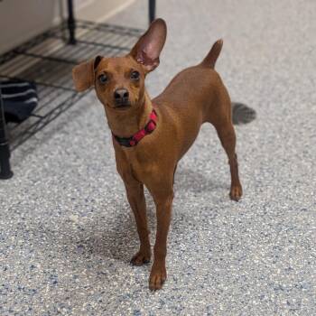 Miniature Pinscher and Mixed Breed Dogs Available for Adoption - Coco | PetCurious