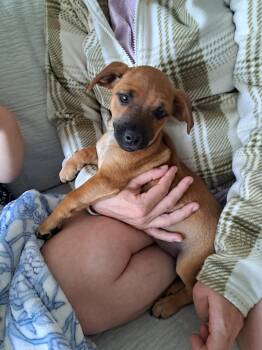Zero -  Chihuahua Dog for Adoption in Ephrata, Washington - Zero | PetCurious