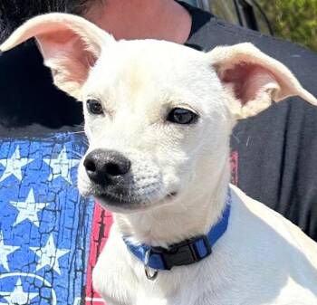 Chihuahua and Terrier Dogs Available for Adoption - YETI | PetCurious