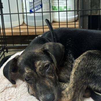 ALCO-Stray-729 -  Mixed Breed Dog for Adoption in Corinth, Mississippi - ALCO-Stray-729 | PetCurious