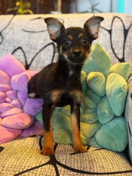 Chihuahua and Pomeranian Dogs Available for Adoption in Tacoma, Washington - Cagney | PetCurious