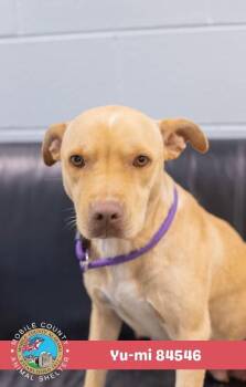 Yu-mi -  Yellow Labrador Retriever Dog for Adoption in Mobile, Alabama - Yu-mi | PetCurious
