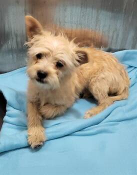 Yorkshire Terrier Dogs Available for Adoption - FERN | PetCurious