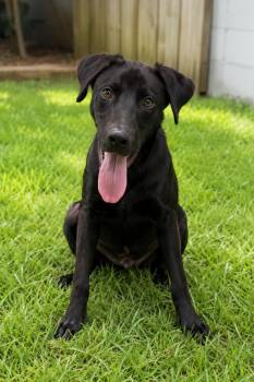 Moose -  Black Labrador Retriever Dog for Adoption in Alexander City, Alabama - Moose | PetCurious