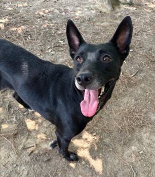 Tamika -  Shepherd Dog for Adoption in Little Rock, Arkansas - Tamika | PetCurious