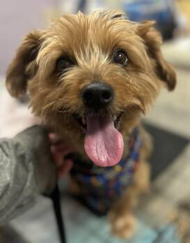 Rescue Yorkshire Terrier and Silky Terrier Dogs for Adoption - Remy | PetCurious