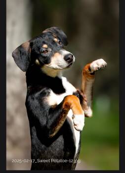 Rescue Hound Dogs for Adoption in Houston, Texas - Sweet Potato | PetCurious