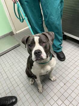 Pit Bull Terrier and Mixed Breed Dogs Available for Adoption - JUNEAU | PetCurious