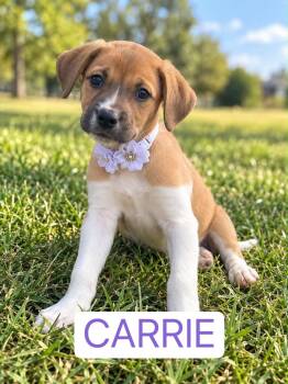 Carrie Underwood -  Black Labrador Retriever Dog for Adoption - Carrie Underwood | PetCurious