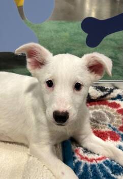 Rescue Australian Cattle Dog Blue Heeler and Australian Shepherd Dogs for Adoption in Fort Lupton, Colorado - Weiss Schnee | PetCurious