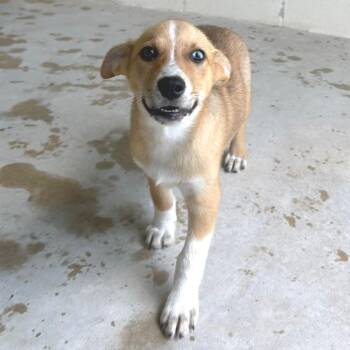 Cheesecake 7678 -  Husky and Mixed Breed Dog for Adoption in Loxahatchee Groves, Florida - Cheesecake 7678 | PetCurious