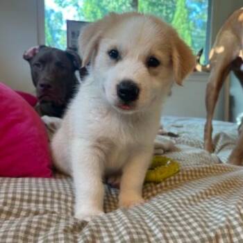 Fresca -  Great Pyrenees Dog for Adoption in Chattanooga, Tennessee - Fresca | PetCurious