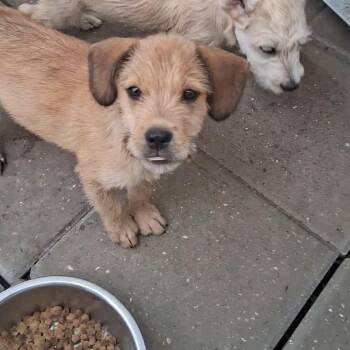 Wally -  Mixed Breed Dog for Adoption in Carson, Mississippi - Wally | PetCurious