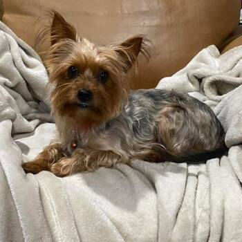 Yorkshire Terrier Dogs Available for Adoption in Houston, Texas - Luna (Dallas) | PetCurious
