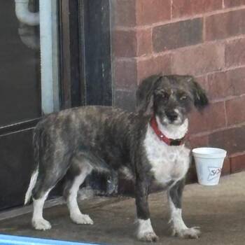 Bena -  Mixed Breed Dog for Adoption in Memphis, Tennessee - Bena | PetCurious