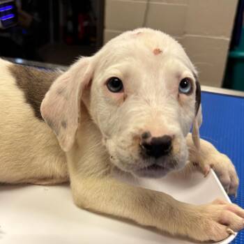English Bulldog and Shepherd Dogs Available for Adoption in Hinesville, Georgia - Sky | PetCurious