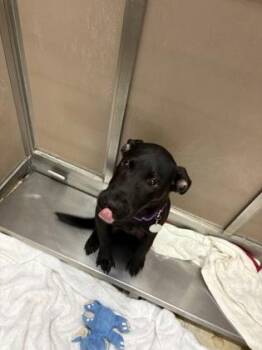 T`Challa -  Labrador Retriever and Mixed Breed Dog for Adoption in Honolulu, Hawaii - T`Challa | PetCurious