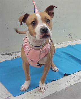 GIRL -  Staffordshire Bull Terrier and Mixed Breed Dog for Adoption in Houston, Texas - GIRL | PetCurious
