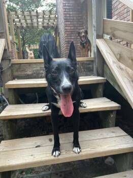 Mindy -  Border Collie Dog for Adoption in Boston, Massachusetts - Mindy | PetCurious