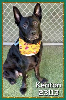 KEATON -  Shepherd Dog for Adoption in Marietta, Georgia - KEATON | PetCurious