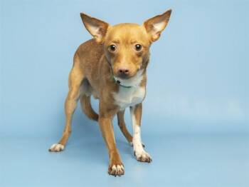FLACO -  Chihuahua Dog for Adoption in Phoenix, Arizona - FLACO | PetCurious