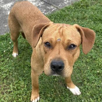 Mixed Breed Dogs Available for Adoption - Bernie | PetCurious