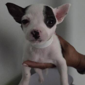 Auburn -  Mixed Breed Dog for Adoption in Leander, Texas - Auburn | PetCurious