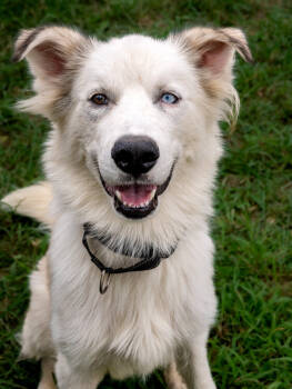 Rescue Siberian Husky Dogs for Adoption in Evansville, Indiana - Boscoe | PetCurious