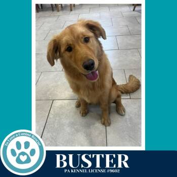 Golden Retriever Dogs Available for Adoption - Buster (Golden Trio) 032126 | PetCurious