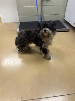 ERNIE -  Havanese and Mixed Breed Dog for Adoption in Minneapolis, Minnesota - ERNIE | PetCurious