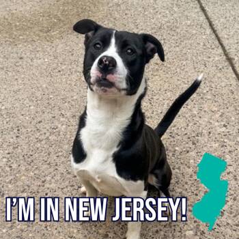 Huckleberry -  Mixed Breed Dog for Adoption in Charleston, West Virginia - Huckleberry | PetCurious