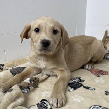 Rescue Labrador Retriever and Hound Dogs for Adoption in Kannapolis, North Carolina - Wren | PetCurious