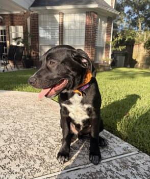 Ziggy -  Labrador Retriever Dog for Adoption in Humble, Texas - Ziggy | PetCurious