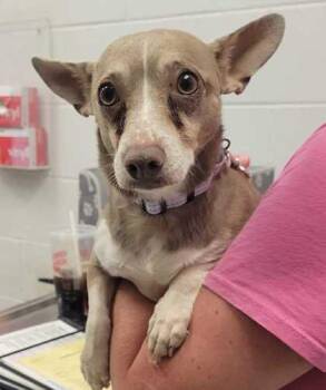 Owen -  Mixed Breed Dog for Adoption in Kansas City, Missouri - Owen | PetCurious