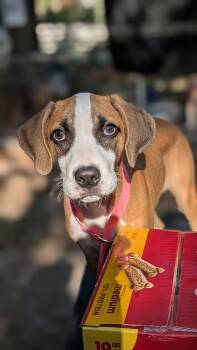 Baxter - IN FOSTER HOME - AVAILABLE TO ADOPT -  Boxer Dog for Adoption in Clayton, North Carolina - Baxter - IN FOSTER HOME - AVAILABLE TO ADOPT | PetCurious