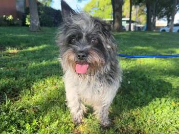 Terrier Dogs Available for Adoption in Antioch, California - ANJA SCHNEIDER | PetCurious