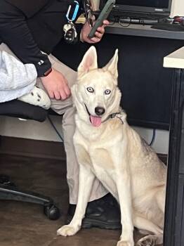 Rescue Husky Dogs for Adoption in Springfield, Ohio - Iris | PetCurious